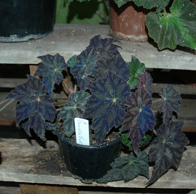 B. ‘Chocolate Truffle’